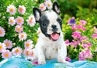 French Bulldog Puppy Puzzel (500 stukjes)-2