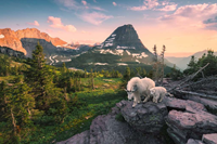 Alpine Geit met Jong Puzzel (3000 stukjes)-2
