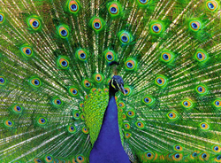 Peacock Puzzel (500 stukjes)