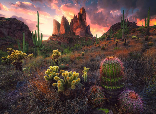 Cactus Puzzel (500 stukjes)-2