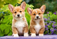 Welsh Corgi Puppies Puzzel (1000 stukjes)-2