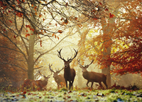 Magic Forest - Stags Puzzel (1000 stukjes)-2