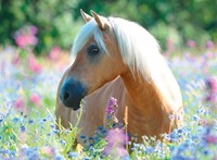 Paard Tussen de Bloemen Puzzel (300 XXL stukjes)-2