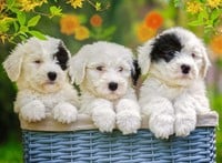 Schattige Puppies Puzzel (200 XXL stukjes)-2