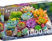 Succulents Puzzel (1000 stukjes)