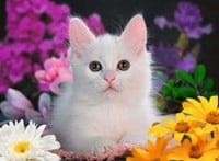 Schitterend Katje Puzzel (100 XXL stukjes)-2
