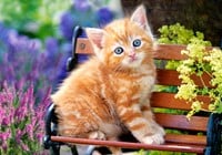 Ginger Kitten Puzzel (500 stukjes)-2