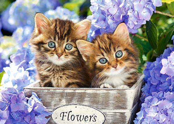 [PokeCommunity.com] The cutest animal is...