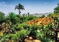 Botanical Garden - Madeira Puzzel (1000 stukjes)-2