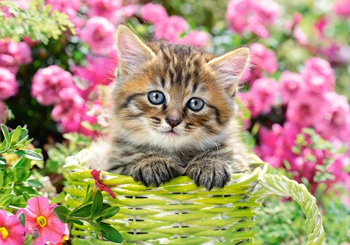 Kitten in Flower Garden Puzzel (500 stukjes)-2
