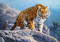 Tiger on the Rocks Puzzel (500 stukjes)-2