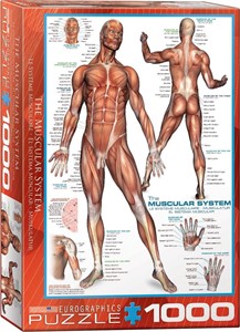 Afbeelding van het spel The Muscular System Puzzel (1000 stukjes)