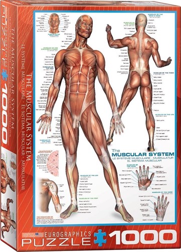 The Muscular System Puzzel (1000 stukjes)