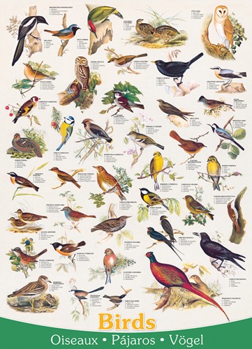 Birds Puzzel (1000 stukjes)-2