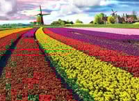 Tulip Fields Netherlands Puzzel (1000 stukjes)-2