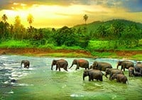 Save the Planet! - Rain Forest Puzzel (1000 stukjes)-2