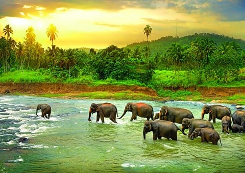 Save the Planet! - Rain Forest Puzzel (1000 stukjes)-2