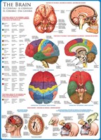 The Brain Puzzel (1000 stukjes)-2