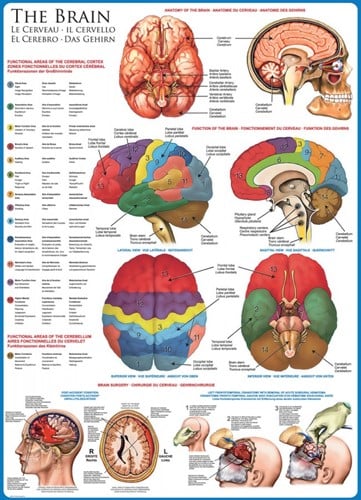 The Brain Puzzel (1000 stukjes)-2