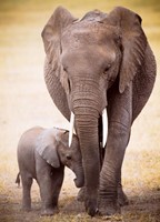 Elephant & Baby Puzzel (1000 stukjes)-2