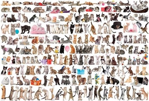 The World of Cats Puzzel (2000 stukjes)-2