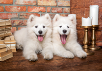 Samoyed Puppies Say Hello Puzzel (1000 stukjes)-2