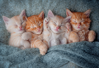 The Sweetest Kittens Puzzel (1000 stukjes)-2