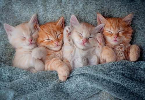 The Sweetest Kittens Puzzel (1000 stukjes)-2