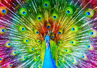 Colorful Peacock Puzzel (1000 stukjes)-2