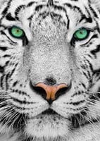 White Siberian Tiger Puzzel (1000 stukjes)-2