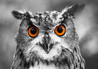 Curious Owl Puzzel (1000 stukjes)-2