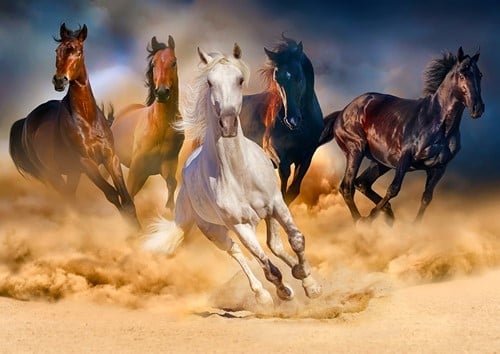 Horses Running in the Desert Puzzel (1000 stukjes)-2