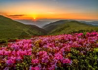Pink Dusk Puzzel (1000 stukjes)-2