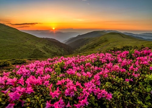 Pink Dusk Puzzel (1000 stukjes)-2
