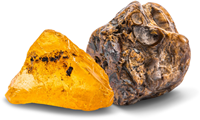 Dig Out Fossils-2